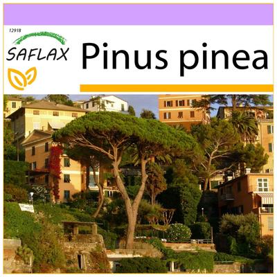 Pino domestico - 6 semi - Pinus pinea