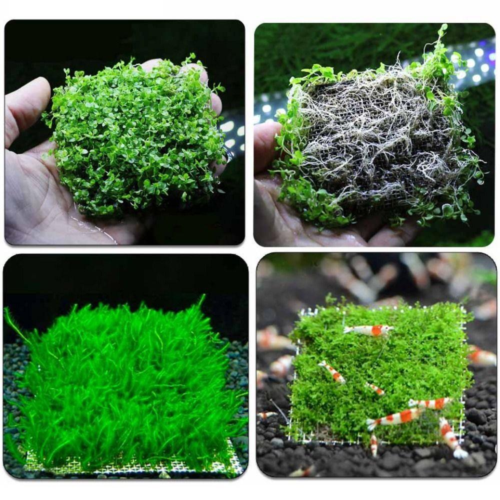 Tilbehør Ikke-rustende Trådgitterpute Akvarieplante Nett Vannplantepute Moseplanter Fikseringsholder