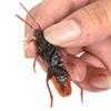 Funny Toys  Halloween Amusing Prank Cockroach Shape Toy Fake Roaches Lifelike Blackbeetle Joke