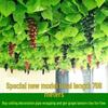 Grape Leaf Vine Green Plant Ceiling Decoration: Artificial Floral Vine with Plastic Leaves