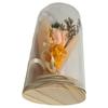 Q-FLA Preserved Flower Dome Arrangement, Orange, Perfect for Gifts and Celebrations, 813672