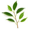 100 Seeds of Weeping Fig (Ficus Benjamina)
