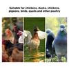 10 Sets PP Chicken Waterer Cups Durable Pigeon Waterer Cups Automatic Chicken Water Cups  Home Use