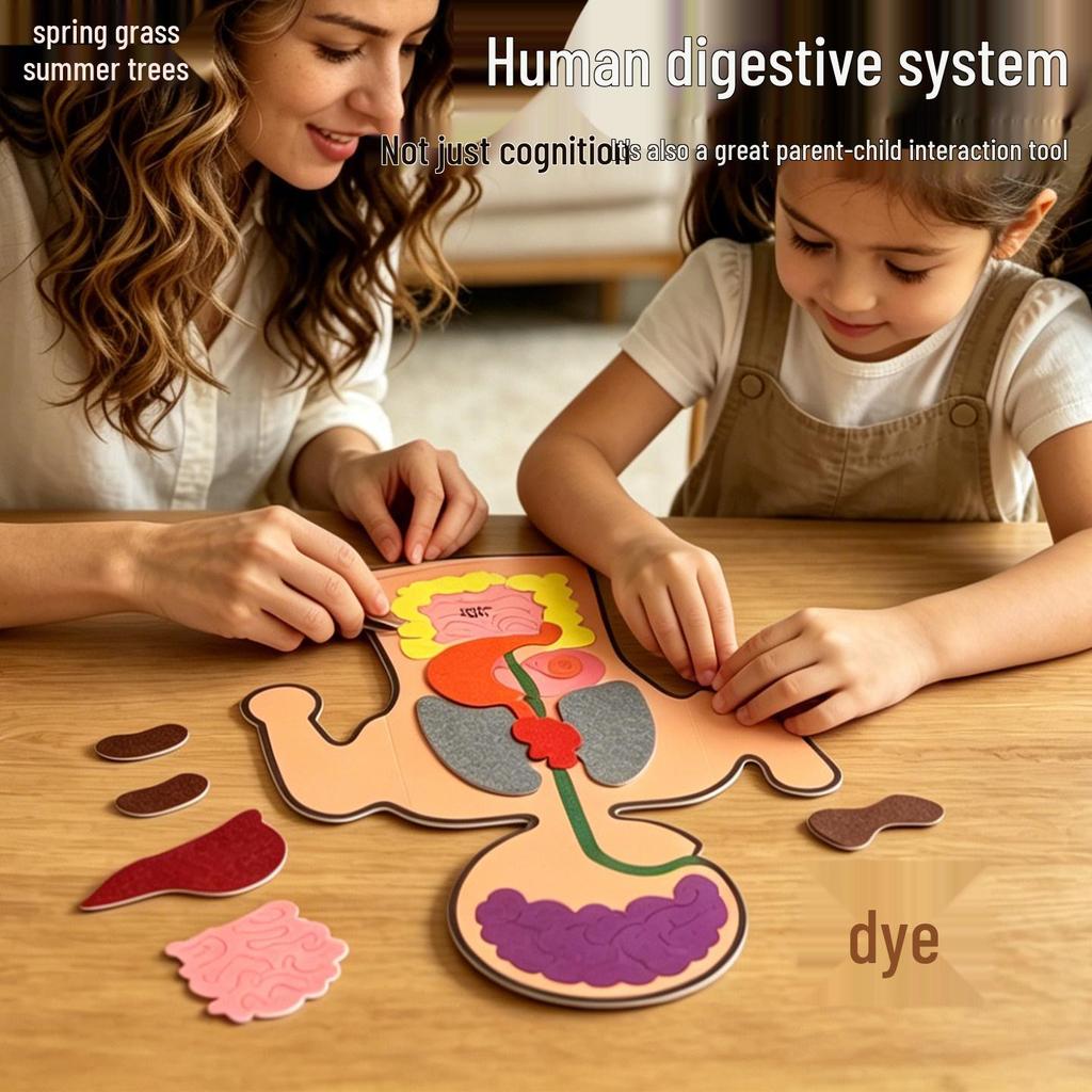 DIY Lernspielzeug: Bastelset Menschliche Organe für Kinder