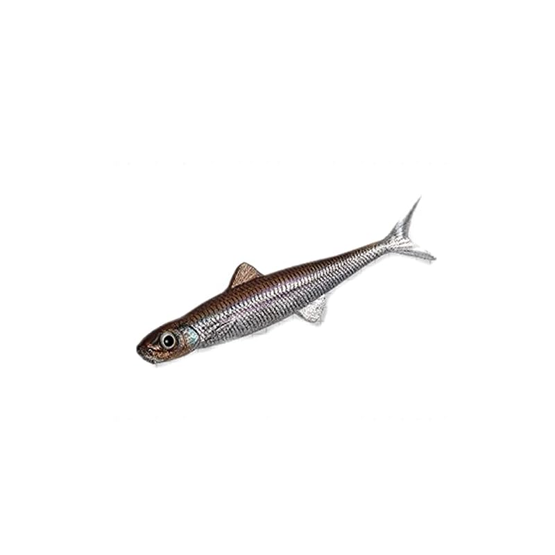 

Evergreen Last Ace 95F #140 baby shad