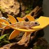 PLA Lizard Habitat Leaf Suction Cups Basking Rest Terrace  Reptile Basking Area