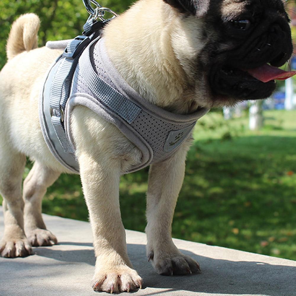 small animal harness