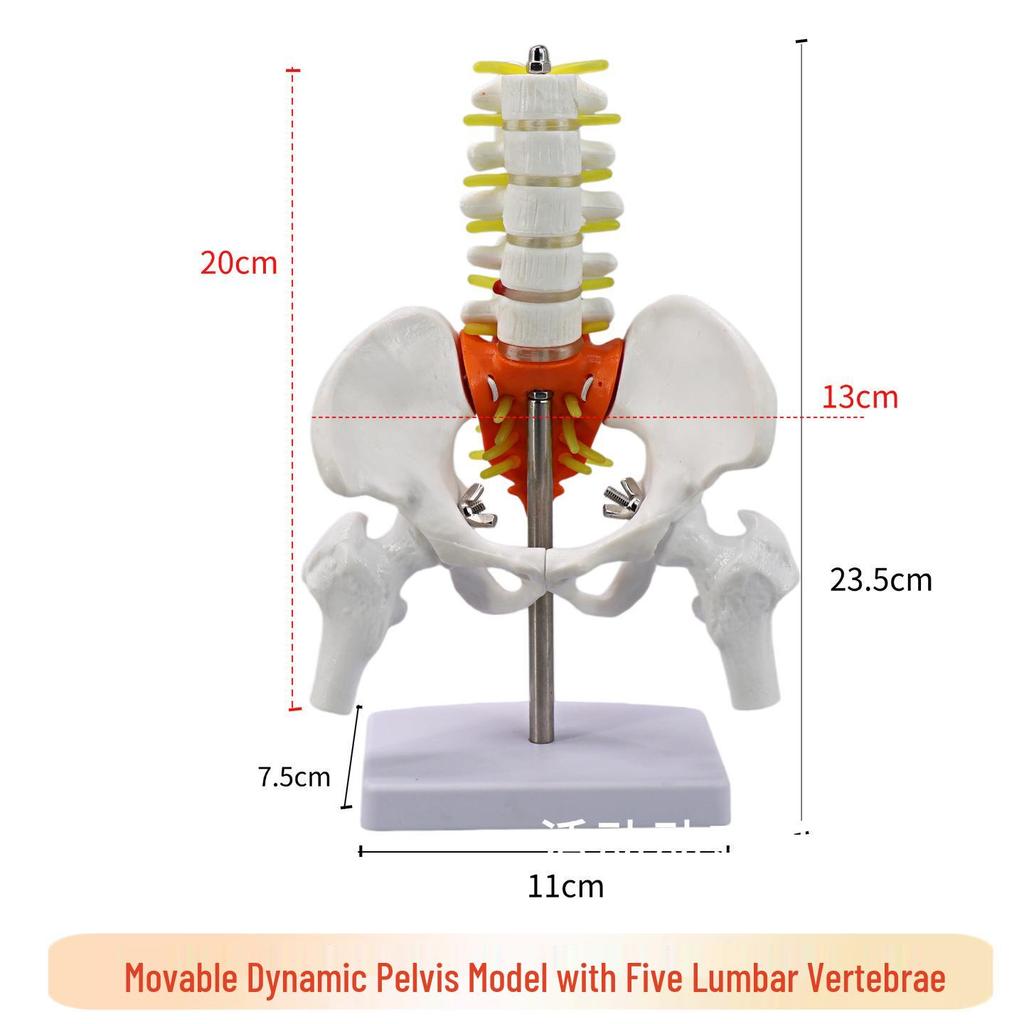 Dynamic Female Lumbar Spine & Pelvis Model – Movable Mini Skeleton for Postpartum Recovery