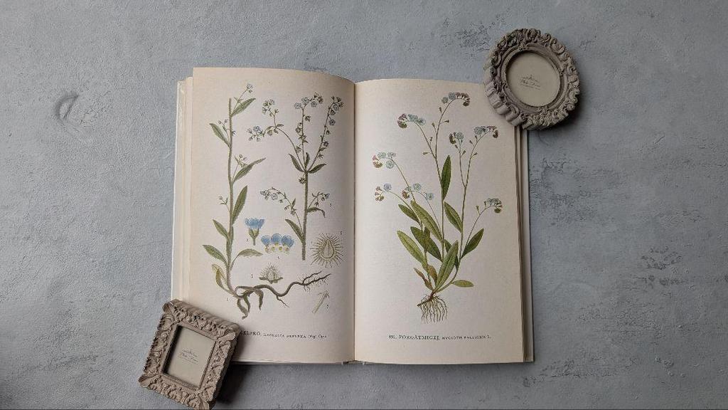 [USED] Nordens Flora, C.A.M. Lindman, Volume 8