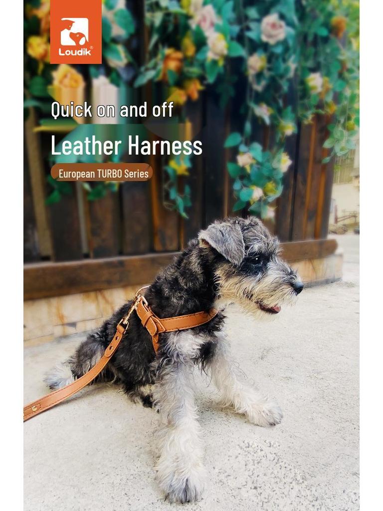 Dego Fashion Wasserdichtes Hundegeschirr & Leinen-Set für Kleine/Mittelgroße Hunde