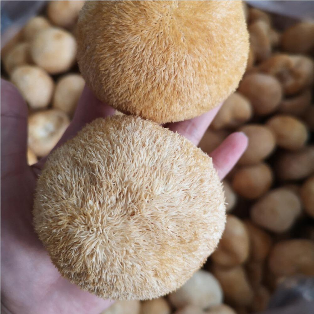 Premium Dried Lion s Mane Mushroom Hericium Erinsceus 250g