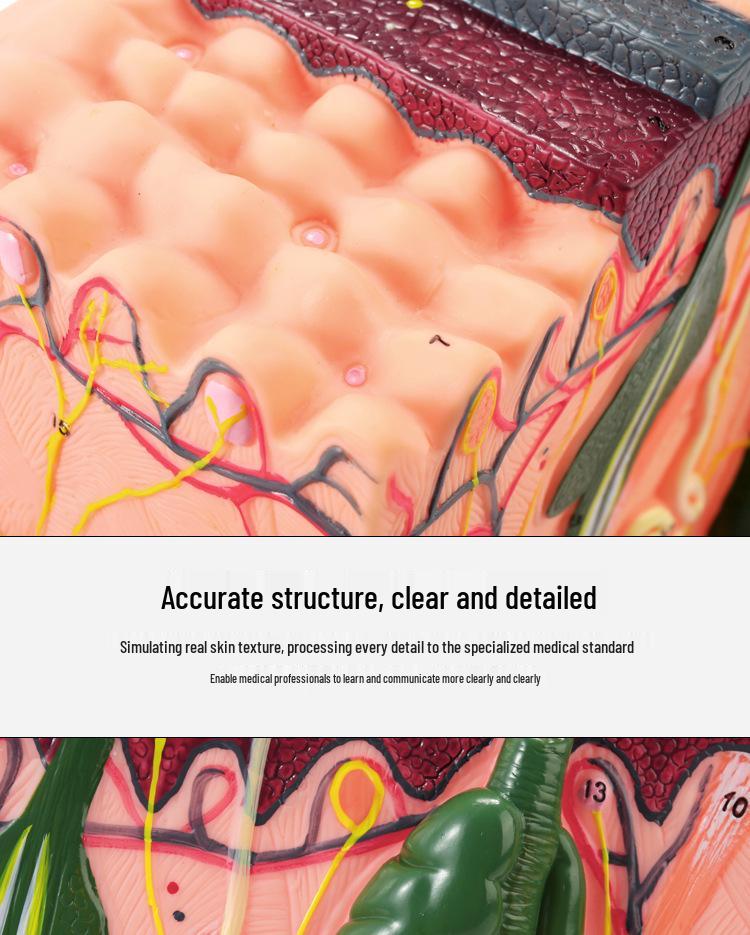 50x Magnified Human Skin Tissue Anatomical Model for Medical and Beauty Training