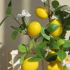 Artificial Lemons Branches 9 Head Faux Lemon Fruits with Stem Realistic Lifelike Fake Greenery Tree Branch with Flowers Leaves