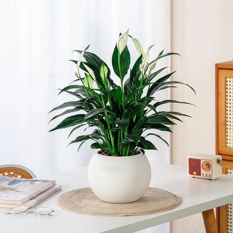 Round Ceramic Plant Pot Matte Textured Surface Two Color Options Perfect For Home Office Indoor Plant Decor