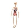 Clear Human Body Skeleton Model Kit 3D Human   Structure Model Kit with Removable Organs for Kids