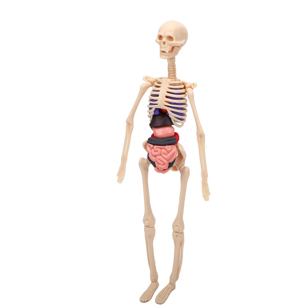 Clear Human Body Skeleton Model Kit 3D Human   Structure Model Kit with Removable Organs for Kids