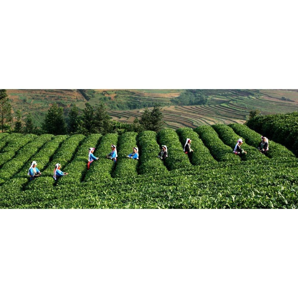 Chińska Herbata Pu-erh 357g Surowy Wiosenny Ciastko Ręcznie Robione Fermentowane