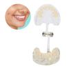 Dental Deciduous Teeth Model Removable Teeth Model Teaching Tool for Dentist