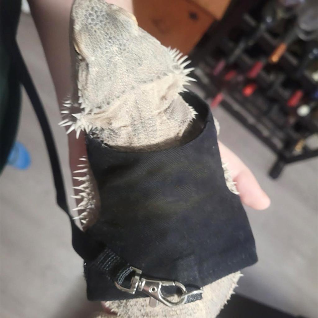 Reliable Chest Back Traction Rope Set for Lizard Reptiles Outdoor Walking Harness with Letter Print for Reptiles Crawl