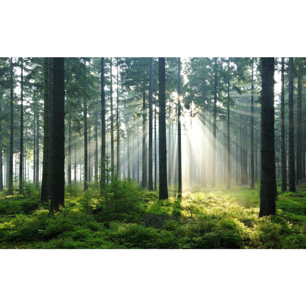 3d Wald Tapete Moderne Wald Baum Wandbild Wohnzimmer Restaurant Hintergrund Wald Wandmalereien