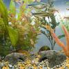 Simulation Resin Reptile Tortoise Basking Platform Fish Tank Landscaping Terrarium Supply