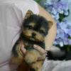 Kawaii Yorkie Dog Puppy Stuffed Teddy Dog Plush Toy Cute Dolls Kids For Children Baby Pets Gifts Simulation Birthday Fluffy Kpop