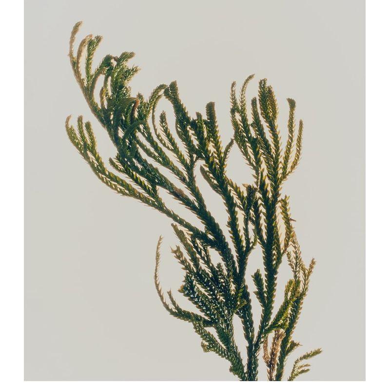 ABIB Jericho Rose Mist Serum Glow Spray