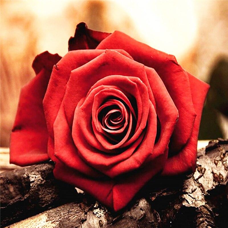 5D DIY Diamond Painting Rose Flower Diamond Embroidery Fresh Flowers Cross Stitch Full Round Drill Manual Home Decor Gift