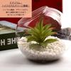 [S.T.S.G] Glass Terrarium Planter Hydroponics Pot, Round, Stylish Interior Display, Cute Plants (Set of 3, Extra Small, Small, and Medium)