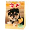 Active Corporation 2026 Desk Calendar by Morita Featuring a Shiba Inu Starting In January 2026 Yoneo, (26ACL-543),