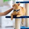 For Apple AirTag Cat Collar Reflective Kitten Collar with Bell GPS Tracker Holder Safety Buckle for Cat Kitten
