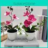 Sand Phalaenopsis Simulated Bonsai Green Plants For Home Decoration Wedding