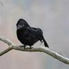 Halloween Federn Krähe Tischdekorationen Schwarze Krähe Foto-Requisiten Ländliche Vogelabwehr Westliche Feiertagsartikel