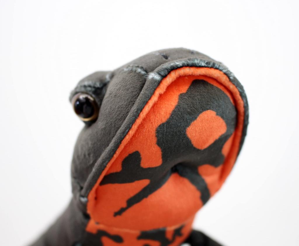 Takeoff Red-bellied Newt