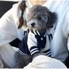 Korean-style Dog Baseball Jacket  Pet Jackets For Small  Medium Cat  Teddy Warm Fashionable Pet Clothing For Puppies
