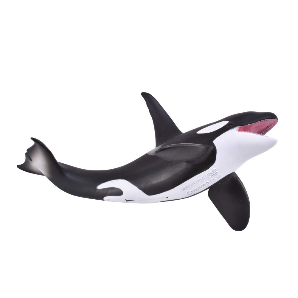 

Collcta killer whale