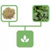 Radice di Rafano 500 G Negozio Naturale