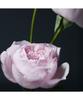 Enriching Perfumed Body Lotion