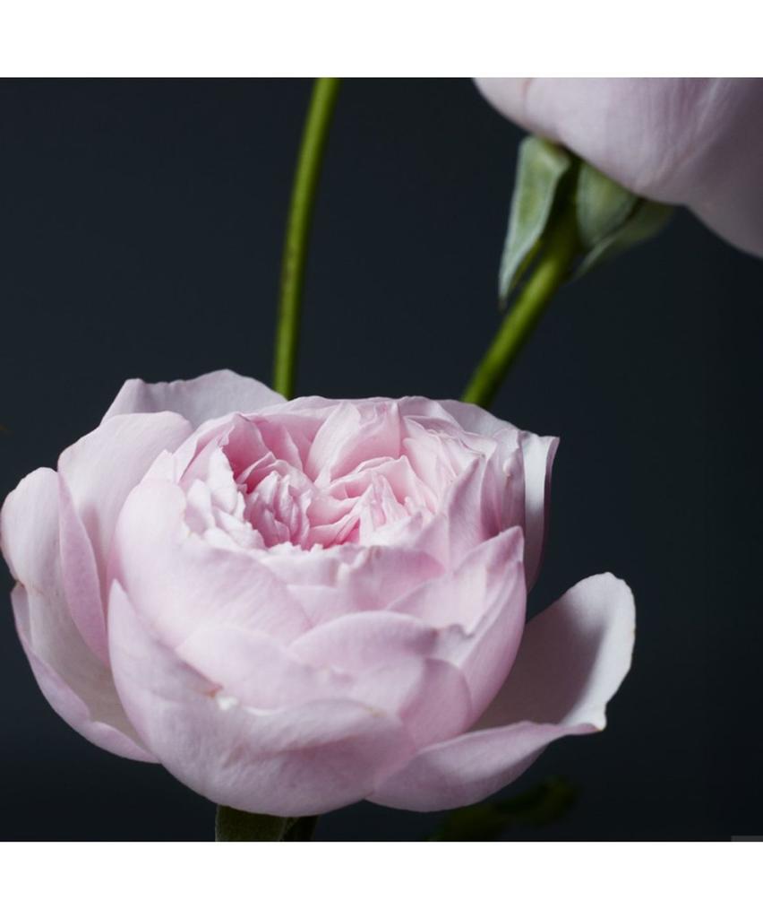 Enriching Perfumed Body Lotion