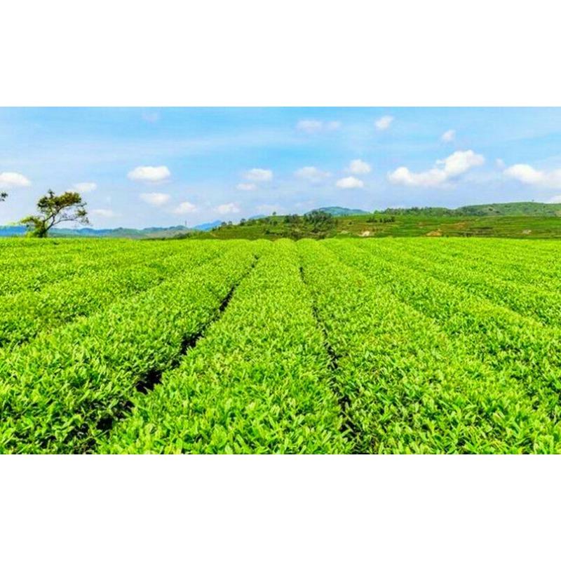 Wild Danshen Root Powder for Fat Loss Bodybuilding Organic Acne Anxiety Ischemic