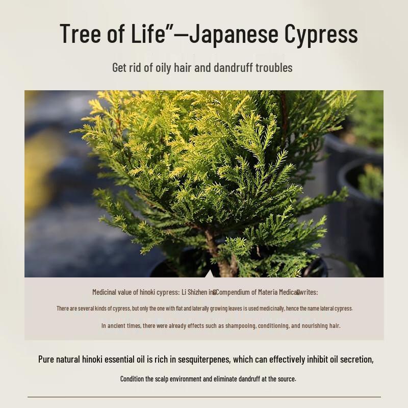 Light Fragrance Japanese Cypress Amino Acid Shampoo