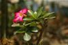 SAFLAX Desert Rose - 8 Seeds - Adenium Obesum