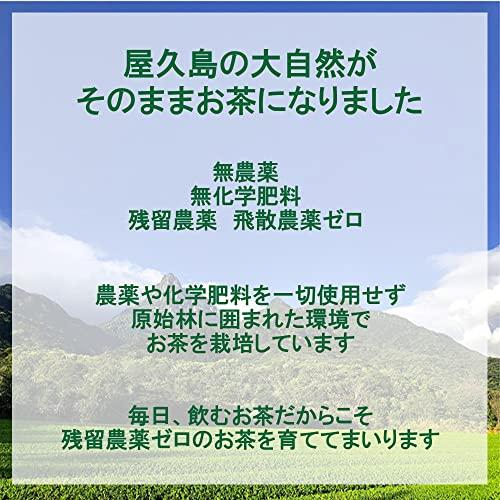 This Is Yakushima Oolong Tea We Created. Natural Cultivation 100g Cold Brew Pesticide-free No Chemical Fertilizers Zero Pesticide Residues.