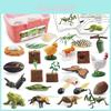 Realistic Insect And Bee Butterfly Rooster Frog Animal Growth Cycle Storage Case With Pvc Material For Learning