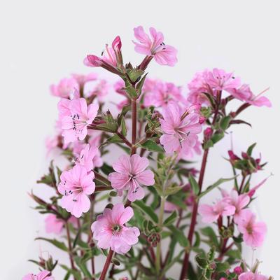 150 Montpellier Soapwort Seeds