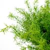Large Artificial Rosemary Stems Fake Rosemary Branches Water Grass Greenery Plants Faux Plastic Shrubs for Home Office Garden