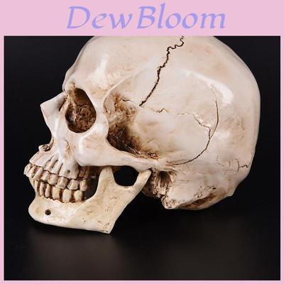 Realistic Life Size Human Anatomy White Resin Replica Skull For Halloween Decor
