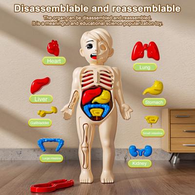 Kids Human Body Model with Tweezes Educational Body Structure Internal Organ Learning Toy Body Parts Assembly Kit 3D Anatomy Physiology Study Tool