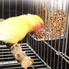 Bird Feeder with Dustproof Lid Automatic Clear Anti-spill Mount Budgie Cockatiel Conure Food Dispenser Pet Supplies