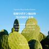 ODELOI Bogum Cactus Serum Loftig - Beauty Serum, Glowing Skin, Skin Soothing, Moisturizing, Face Serum, Korean Serum, Korean Skincare